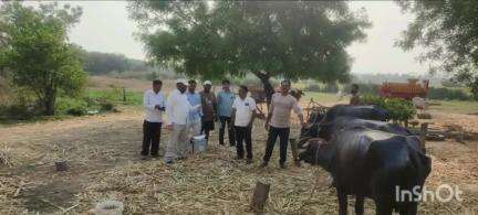బాల్కొండ: లక్కోర గ్రామంలో పశుసంవర్ధక శాఖ ఆధ్వర్యంలో పశువుల కు ఉచిత గాలి కుంటు నివారణ వ్యాధి టీకాలు