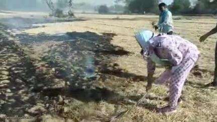 नौगांव: नौगांव तहसील क्षेत्र में 300 एकड़ खेतों में खड़ी नई फसल में लगी भीषण आग
