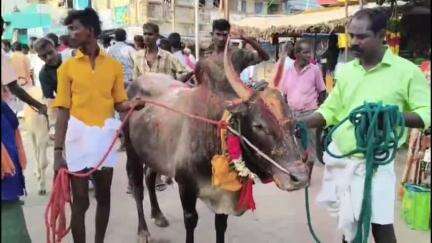 திருவாடனை: மங்களநாதன் குளம் அய்யனார் கோயில் எருது கட்டு விழா