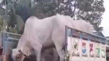 কাঞ্চনপুর: উত্তর জেলার কাঞ্চনপুরের চন্ডিপুর জঙ্গল থেকে ৫ টি বার্মিজ গরু উদ্ধার করল পুলিশ