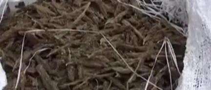 ଟିଟିଲାଗଡ: ଶିରାବାହାଲ ଛକରେ ୪୪ କେଜି ଗଞ୍ଜେଇ ଜବତ ସହିତ ୨ ଜଣକୁ ଗିରଫ କଲା ତୁଷୁରା ପୋଲିସ