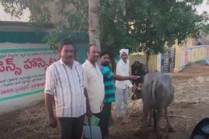 గాంధారి: పేట్ సంగం గ్రామంలో పశువులకు గాలికుంట వ్యాధి నివారణ టీకాలు