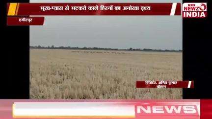 भटकते काले हिरणों का अनोखा