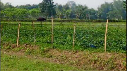 ময়নাগুড়ি: ময়নাগুড়ির আমগুড়ি গ্রাম পঞ্চায়েতের বিভিন্ন এলাকায় বাইসনের তান্ডব, হতাহতের খবর নেই