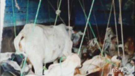 तिवसा: कत्तलीसाठी नेण्यात येणारे सात जनावर पकडली, तीवसा पोलीस स्टेशन अंतर्गत घटना