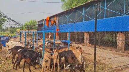 সিউড়ি ১: দু'নম্বর ব্লকের তৃণমূলের ব্লক সভাপতির ছাগলের ফার্মে ভাঙচুর ও ছাগল চুরির অভিযোগ তৃণমূল কর্মীদের বিরুদ্ধে