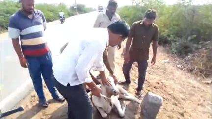 ಶೋರಾಪುರ: ಲಕ್ಷ್ಮೀಪುರ ಹಳ್ಳದ ಬಳಿ ಅಪರಿಚಿತ ವಾಹನ ಡಿಕ್ಕಿಯಾಗಿ ಹಸು ಗಂಭೀರ ಗಾಯ