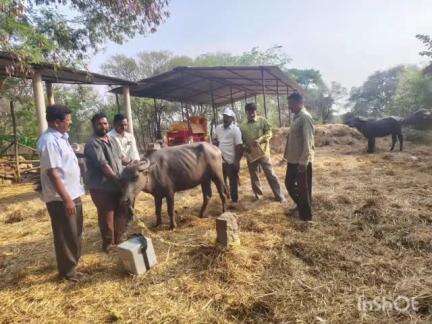 బాల్కొండ: జానకంపెట్ గ్రామంలో పశుసంవర్ధక శాఖ ఆధ్వర్యంలో గేదెలకు ఉచిత గాలికుంటు నివారణ టీకాలు