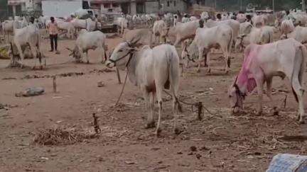 ಶೋರಾಪುರ: ನಗನೂರ ಗ್ರಾಮದಲ್ಲಿ ಶ್ರೀ ಶರಣಬಸವೇಶ್ವರ ಜಾತ್ರಾ ಮಹೋತ್ಸವ ಹಿನ್ನೆಲೆ ಜಾನುವಾರು ಜಾತ್ರೆ