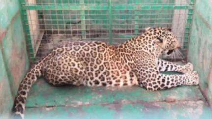 ಗಂಗಾವತಿ: ವೆಂಕಟಗಿರಿಯಲ್ಲಿ ಅರಣ್ಯ ಇಲಾಖೆಯವರು ಇರಿಸಿದ್ದ ಬೋನಿಗೆ ಚಿರತೆ ಸೆರೆ