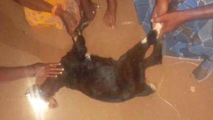குஜிலியம்பாறை: பாம்புலுபட்டியில் நாய் கடித்ததில் ஆடு பலி
