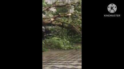 আরামবাগ: আরামবাগ মেডিক্যাল চত্বরে গাড়ির উপর ভেঙে পড়লো বিরাট গাছ;অল্পের জন্য শিশু সহ 4 জন প্রাণে বাঁচলেও আহত 2 জন