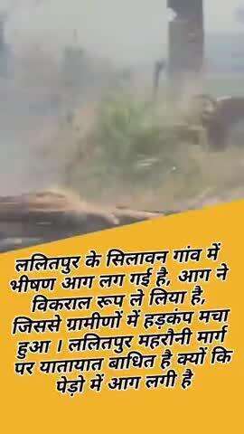 #25/4/2025 ललितपुर के सिलवान गांव में आग लगने के कारण पेड़ पौधे जलकर राख हो गए हैं