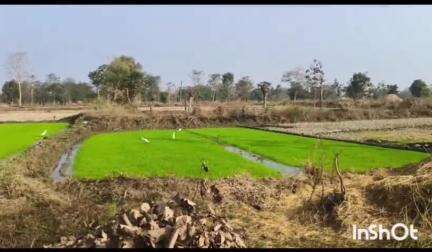 आमगाव: जिल्ह्यात यंदा दोन लाख हेक्टरवर खरीपाचे नियोजन