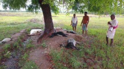 கடலாடி: A புனவாசல் அருகே இடி தாக்கி எட்டு ஆடுகள் பலி