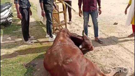 राजसमंद: शहर में पशुओं की सुरक्षा के लिए नाकाम हो रही नगर परिषद, स्थानीय लोगों का आरोप- नगर पालिका नहीं सुन रही