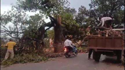नागौद: तेज आंधी-तूफान की वजह से कुलगड़ी गांव में बीच मार्ग पर गिरा आम का विशाल पेड़