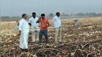 తాడిపత్రి: యాడికి మండలం చిక్కేపల్లి గ్రామంలో చెత్తకు నిప్పు పెట్టడంతో పూర్తిగా కాలిపోయిన మొక్కజొన్న పంట