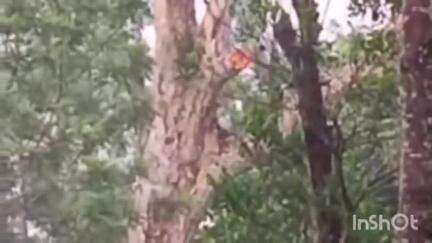ಕೊಪ್ಪ: ಅಗಳಗಂಡಿ ಗ್ರಾಮದ ತೋಟದಲ್ಲಿದ್ದ ಮರಕ್ಕೆ ಬಡಿದ ಸಿಡಿಲು, ಹೊತ್ತಿ ಉರಿದ ಮರ