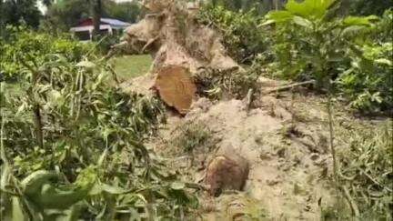 হিলি: ২৯ টি গাছের অনুমতি নিয়ে পতিরামে কাটা হয়েছে শতাধিক গাছ, বিজেপির তরফে বালুরঘাট বনদপ্তরে দায়ের করা হল লিখিত অভিযোগ