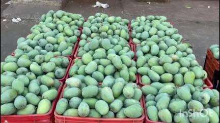 જલાલપોર: 10 તારીખથી લઈને 27 તારીખ સુધી નવસારી એપીએમસી માર્કેટમાં 7000 મણથી વધુની કેરીની આવક થઈ