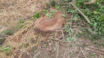 स्वार: लोहर्रा इनायतगंज के जंगल में वन विभाग की मिलीभगत से रातों-रात काटे गए तीन प्रतिबंधित शीशम के पेड़