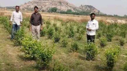 ఎమ్మిగనూరు: ఎమ్మిగనూరు మండలంలో ఉపాధి హామీ పథకం చేసే సన్న కారు రైతులకు పండ్లతోటకు ప్రభుత్వం సబ్సిడీ ఏపీడి అలీపీరా