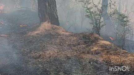 भोटा: सलौनी के साथ लगते सुनवीं के जंगल में लगी आग, वन संपदा जलकर हुई राख, स्थानीय लोग आज आग पर काबू पाने में जुटे