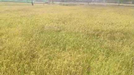 ତଲସରା: ଭଣ୍ଡାର ପଡ଼ା ନିକଟରେ ପାଣି ଅଭାବରୁ ମରିଗଲା ଦେଢ଼ ଏକର ଡାଳୁଅ ଧାନ ଚାଷ, ପ୍ରଶାସନ ଦୃଷ୍ଟି ଦେବାକୁ ଅନୁରୋଧ#jansamasya
