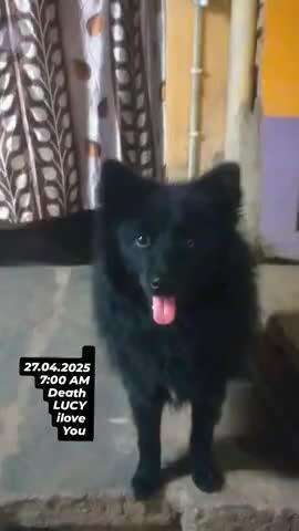 27.4.2025
AM 7:00
ilove 
Lucy
death