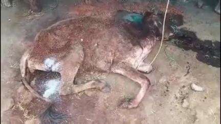 सोहागपुर: पुरानी बस्ती में अज्ञात वाहन की टक्कर से गाय घायल, गौ सेवकों ने उपचार कर गौशाला में किया शिफ्ट