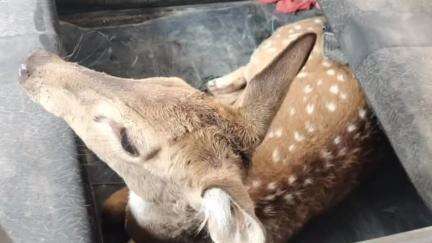 बोडला: ग्राम कुसुमघटा में जंगल से भटक कर हिरण रिहायशी इलाके में पहुंचा, ग्रामीणों ने वन विभाग को कराया सुपुर्द
