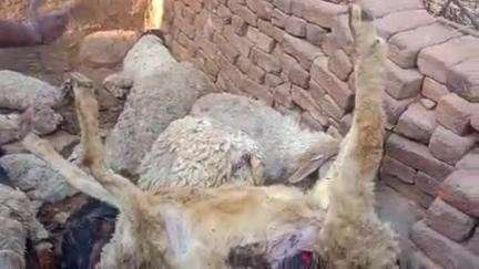 ग्राम पंचायत thati तैहसील नरवर