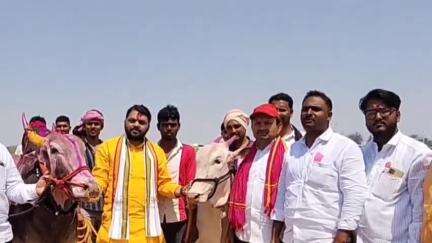 माळशिरस: खासदार धैर्यशील मोहिते-पाटील यांच्या उपस्थितीमध्ये निमगाव येथे बैलगाडा शर्यतीचे उद्घाटन