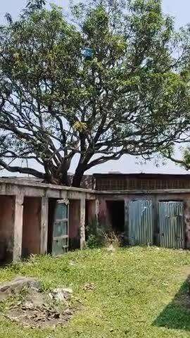 Rajkiya buniyadi vidyalay Haripur ward 06 ps Forbessganj Araria me school me bachche ped par Chadha hua hai master ki ko
