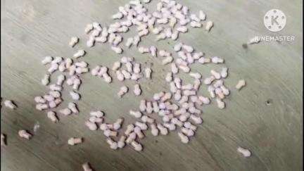 শান্তিরবাজার: নেশা বিরুদ্ধে অভিযানে নামলেন শান্তির বাজার মহকুমার অন্তর্গত রাজাপুর এডিসি ভিলেজের স্থানীয়  লোকজনেরা