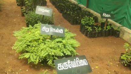 நிலக்கோட்டை: மைக்கேல் பாளையத்தில் அமைக்கப்பட்டுள்ள நர்சரி கார்டனில் மாவட்ட ஆட்சியர் நேரில் சென்று பார்வையிட்டு, ஆய்வு மேற்கொண்டனர்