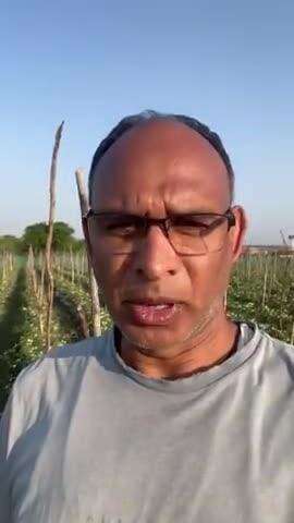 बगीचा: बगीचा के रौनी में जमकर हुई ओलावृष्टि, कई किसानों के खेतों में फसल हुई खराब, किसान नशिम सिद्धकी ने दी जानकारी
