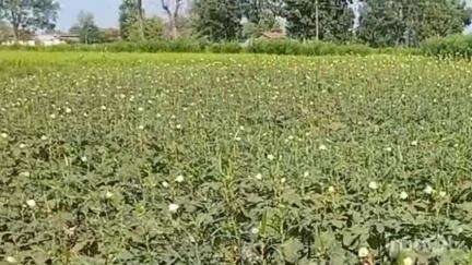 किरनापुर: जिले में 30 अप्रैल से 4 मई 2025 तक आंधी-तूफान, बिजली और तेज हवाओं के साथ हल्की वर्षा की संभावना