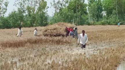 स्वार: किशनपुर मौलागढ़ के जंगल में स्टोन क्रशरों के पानी से किसानों की फसलें हुई बर्बाद #jansamasya