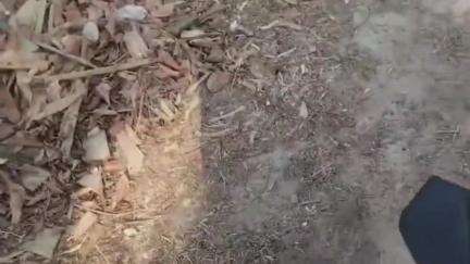 सोरांव: राजापुर चौबारा में धड़ल्ले से चल रही आरा मशीन, हरे पेड़ काटे जा रहे हैं, DM से कार्रवाई की मांग की गई