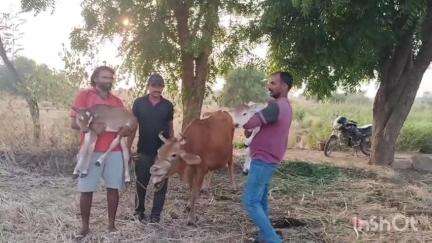 గన్నేరువరం: రెండు లేగ దూడలకు జన్మనిచ్చిన ఆవు : ఆనందం వ్యక్తం చేసిన రైతు పుల్లెల శ్రీనివాస్