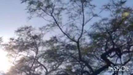 ब्रह्मपूरी: ब्रह्मपुरी तालुक्यात अवकाळी पावसासह गारपिटने शेतकऱ्यांचे झाले मोठे नुकसान