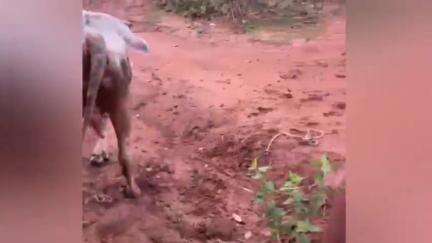 ବଡମ୍ବା: କୁସପଙ୍ଗି ବେରଣା ବନ୍ଧ ନିକଟରେ ଗୋରୁ ଗାଡି ଅଟକାଇ ଜବତ କଲା ବାଙ୍କୀ ପୋଲିସ