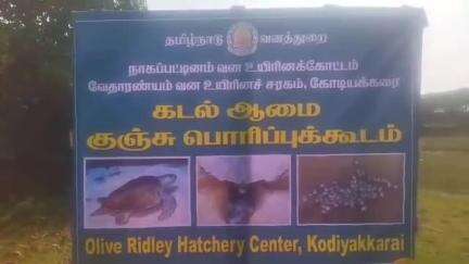 வேதாரண்யம்: கோடிக்கரை ஆமை குஞ்சு பொரிப்பகத்தில் இன்று  இரண்டு ஆமைகளின் முட்டைகளில் இருந்து வெளிவந்த 237 ஆமை குஞ்சுகள் கடலில் விடப்பட்டது.