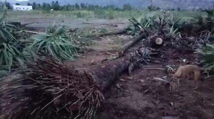 சேந்தமங்கலம்: அலங்காநத்தத்தில் சாலை ஓரத்தில் இருந்த பனை மரங்களை பிடுங்கி வெட்டி எடுத்த சம்பவத்தை கண்டித்து பொதுமக்கள் போராட்டம் நடத்தியதால் பரபரப்பு