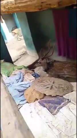 बागबाहरा: कौसरा में पानी की तलाश में गांव पहुंचा हिरण, वन विभाग की टीम रेस्क्यू में जुटी