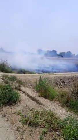 भुंगापुर चौराहा के पास 2.3 बीघा गेहूं जाल के रख हुवा