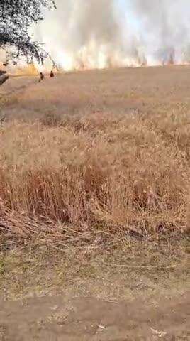 विदिशा जिले में लटेरी के पास एक गांव में लगी गेहूं की खड़ी फसल में आग 400 बीघा चलकर खाक
