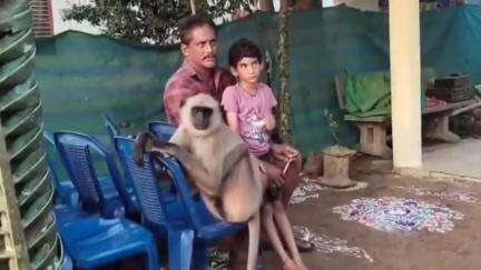 నరసాపురం: మోడీకి చెందిన హనుమంతు కుటుంబంతో జీవిస్తున్న వానరం, సాక్ష్యాత్తూ ఆంజనేయ స్వామిగా ఇంటికి వచ్చాడని ఆనందిస్తున్న కుటుంబీకులు